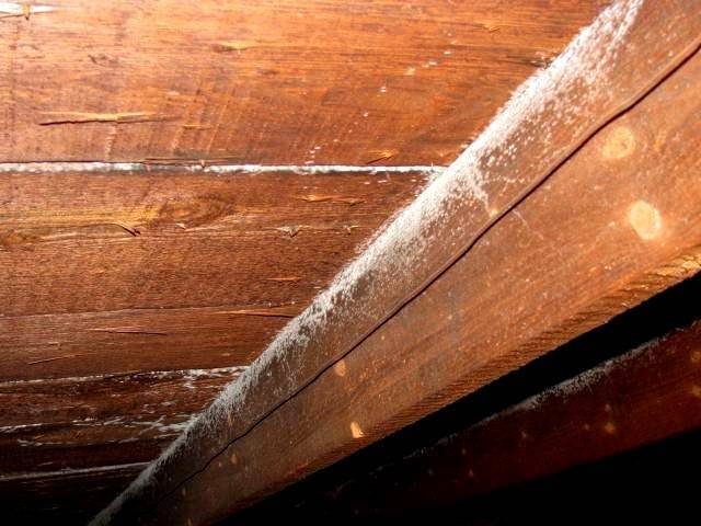 White mold in an attic