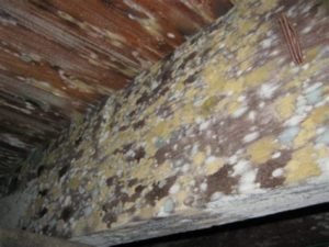 attic mold