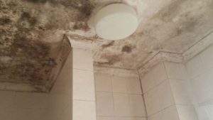 bathroom mold